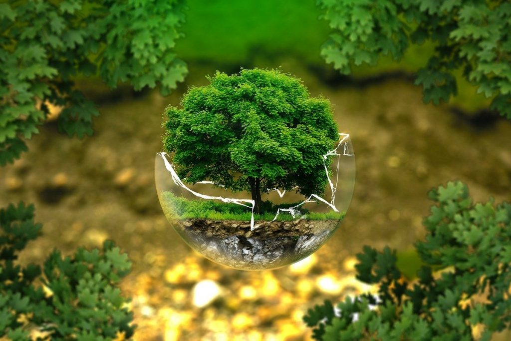 A tree growing in a fragile looking half glass globe against a green / yellow natural background