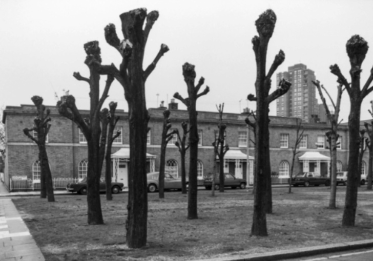 Black and white photo of a group of pollarded trees in an urban garden square with terraced housing and a high-rise tower block in the background.