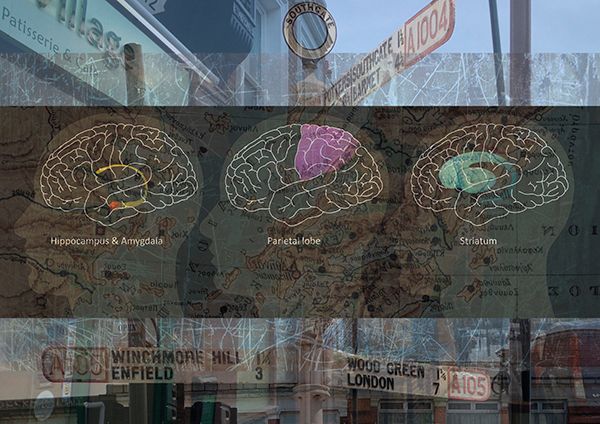 Cross sections of brain diagram (with different parts highlighted) juxtaposed against an urban environment background