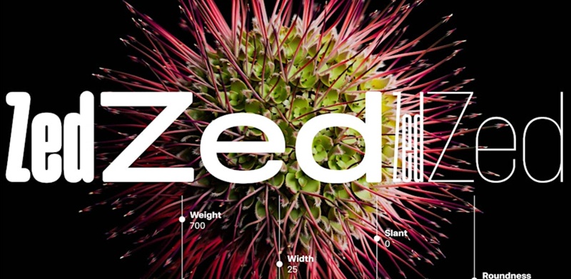 'Zed' in different white typefaces, against a spiky plant head (pink and green) background.